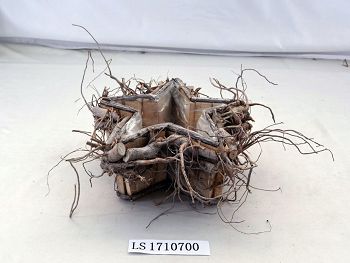 LS1710700