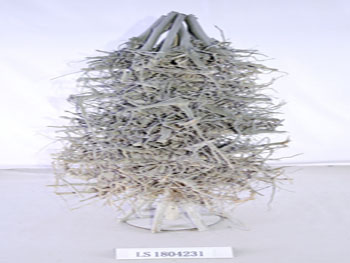 LS1804231